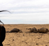 US cattle ranchers search for feed  after wildfires burn grazing lands